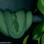 Paarung Morelia viridis , Grüner Baumpython, Chondropython